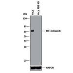 Rb (Cleaved DRb-p70) Antibody in Western Blot (WB)
