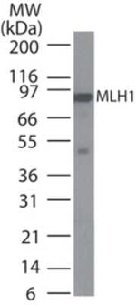 MLH1 Antibody in Western Blot (WB)
