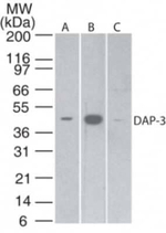 DAP3 Monoclonal Antibody (42C617.1.2)
