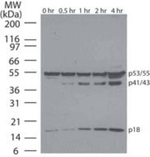 Caspase 8 Antibody in Western Blot (WB)