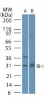 Bi-1 Antibody in Western Blot (WB)