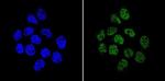APE1 Antibody in Immunocytochemistry (ICC/IF)