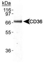 CD36 Antibody in Western Blot (WB)