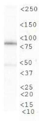 CIP2A Antibody in Western Blot (WB)