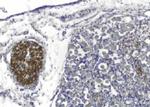 PMP22 Antibody in Immunohistochemistry (Paraffin) (IHC (P))