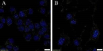 CD171 Monoclonal Antibody (UJ127.11)
