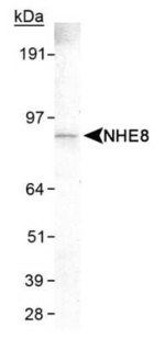 SLC9A8 Monoclonal Antibody (7A11)