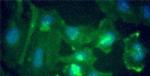 NAC1 Antibody in Immunocytochemistry (ICC/IF)