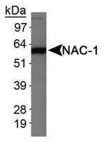 NAC1 Antibody in Western Blot (WB)