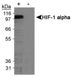HIF1A Monoclonal Antibody (H1alpha67), Biotin