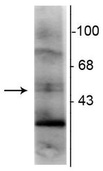 RXRG Monoclonal Antibody (1373)