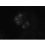 Bub1 Monoclonal Antibody (14H5)