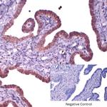 Cytokeratin 3 Antibody in Immunohistochemistry (Paraffin) (IHC (P))