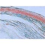 Hair Cortex Cytokeratin Monoclonal Antibody (AE13)