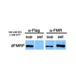 FMRP Antibody in Immunoprecipitation (IP)