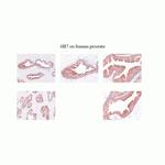 Kallikrein 2 Monoclonal Antibody (6B7)