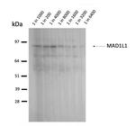 MAD1 Monoclonal Antibody (9B10)