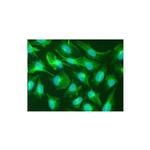 Nestin Monoclonal Antibody (2C1.3A11)
