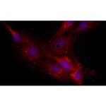 Neurocan Monoclonal Antibody (650.24)
