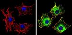 PASK Antibody in Immunocytochemistry (ICC/IF)