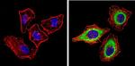 PASK Antibody in Immunocytochemistry (ICC/IF)
