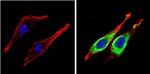 PASK Antibody in Immunocytochemistry (ICC/IF)