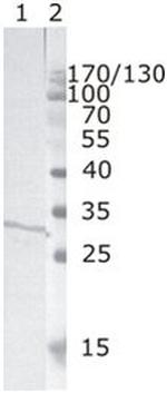 HIV1 nef Monoclonal Antibody (3F2)
