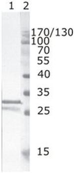 HIV1 nef Monoclonal Antibody (3D12)