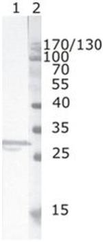 HIV1 nef Monoclonal Antibody (2F2)