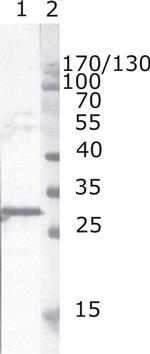 HIV1 nef Monoclonal Antibody (3E6)