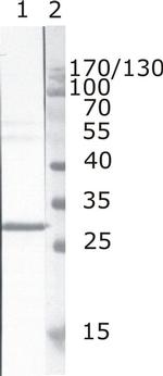 HIV1 nef Monoclonal Antibody (3A2)