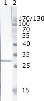 HIV1 nef Monoclonal Antibody (2H12)