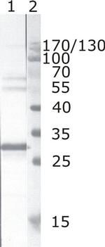 HIV1 nef Monoclonal Antibody (JR6)