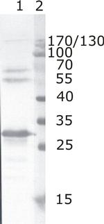 HIV1 nef Monoclonal Antibody (N5)