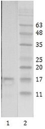 HIV1 Tat Antibody in Western Blot (WB)