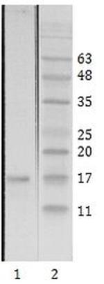 HIV1 Tat Monoclonal Antibody (N1)