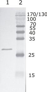HIV1 Rev Group M Monoclonal Antibody (10)