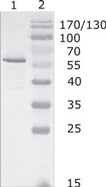 HIV1 p24 Monoclonal Antibody (5)
