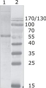 HIV1 p24 Monoclonal Antibody (N17)