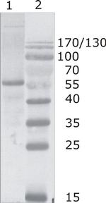 HIV1 p24 Monoclonal Antibody (N29)