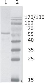HIV1 p24 Monoclonal Antibody (N13)
