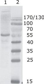 HIV1 p24 Monoclonal Antibody (2N44)