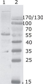 HIV1 p24 Monoclonal Antibody (2N34)