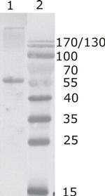 HIV1 p24 Monoclonal Antibody (2N32)
