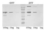 SIV nef Monoclonal Antibody (17)