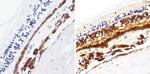 Rhodopsin Antibody in Immunohistochemistry (Paraffin) (IHC (P))