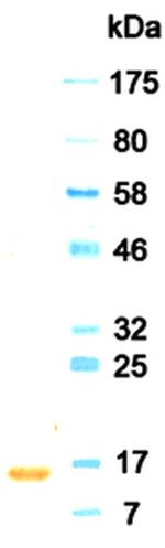 Interferon alpha-2 Monoclonal Antibody (KT5)
