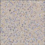 Human Serum Albumin Monoclonal Antibody (KT32)