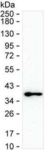 MAPRE3 Monoclonal Antibody (KT36)