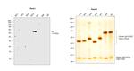 Mouse anti-Human IgA (Heavy chain) Secondary Antibody